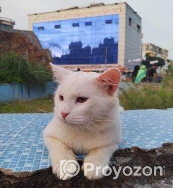 Parsian Cat 10 Month Age Cat.