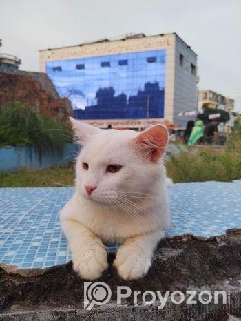 Parsian Cat 10 Month Age Cat.