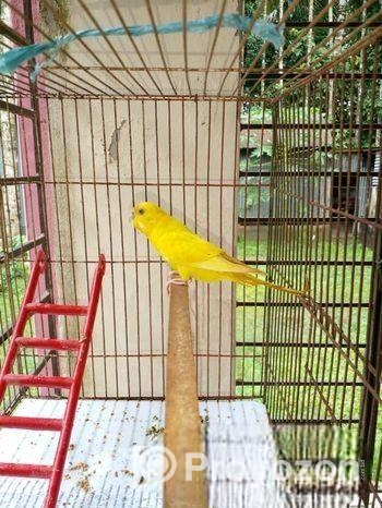 লুটিনো বার জিগার