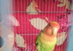 Love Bird Green Male