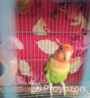 Love Bird Green Male