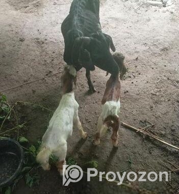 একটি মা ছাগল এবং দুইটি বাচ্চা সহ বিক্রি করা হবে