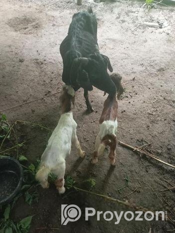 একটি মা ছাগল এবং দুইটি বাচ্চা সহ বিক্রি করা হবে