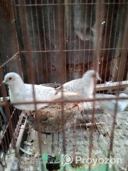 ডায়মন্ড ডাব বিক্রি