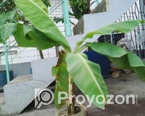 fitted-99_2025-09-17_11-50-23