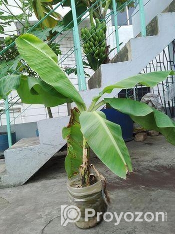 কলাগাছের চারা বিক্রি হবে