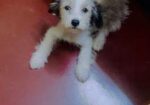 Pet (dog)