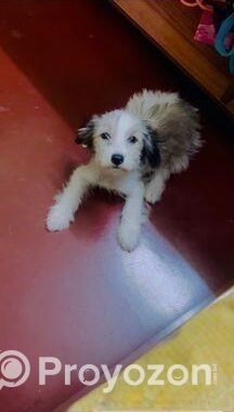 Pet (dog)