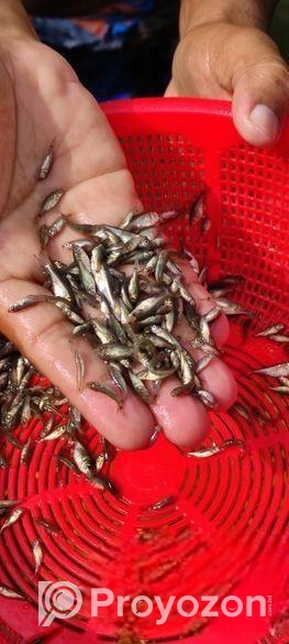 মাছের পোনা