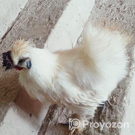 সিল্কি মোরগ ও মুরগি বিক্রি করা হবে