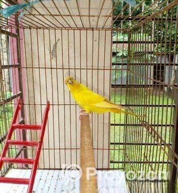লুটিনো বার জিগার