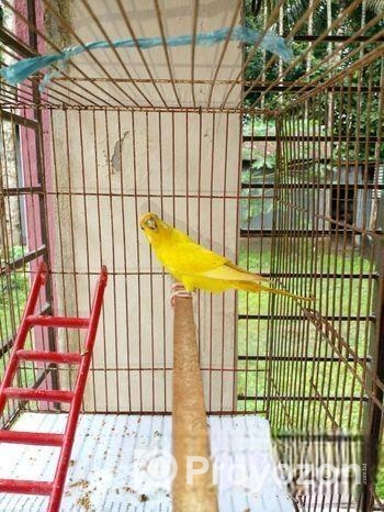 লুটিনো বার জিগার