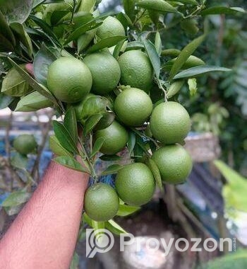 ছাগ বাগানের গাছ।