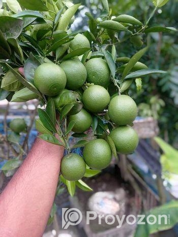 ছাগ বাগানের গাছ।