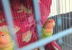 Love Bird Green Male