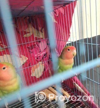 Love Bird Green Male