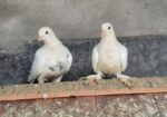 Kobutor For Sale