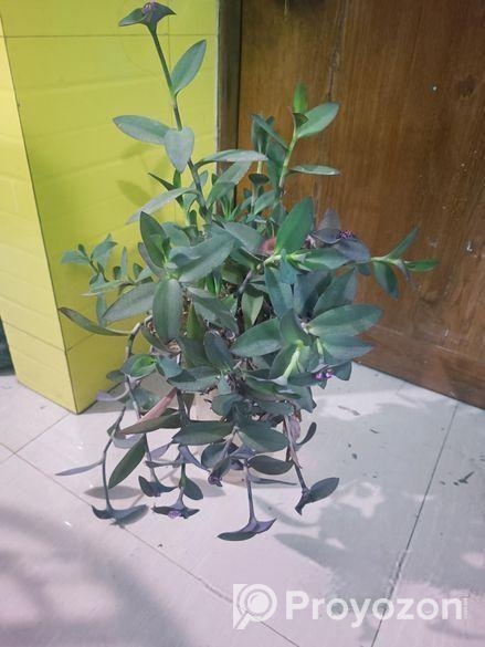 মাটি সহ গাছ