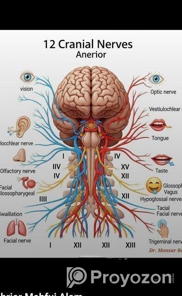 ডাক্তার/ফিজিওথেরাপি