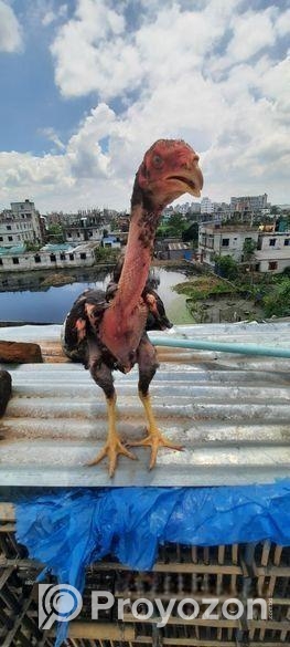 Assel Faytar Baccah Hat Bodol Hobe