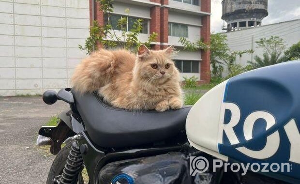 পার্শিয়ান বিড়াল