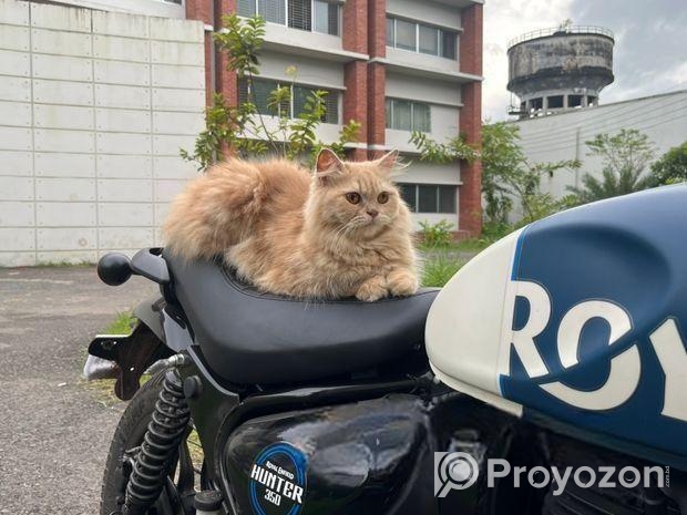 পার্শিয়ান বিড়াল