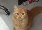 Persian cat