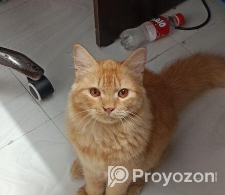 Persian cat