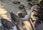 রাজহাঁস বিক্রি করা হবে।