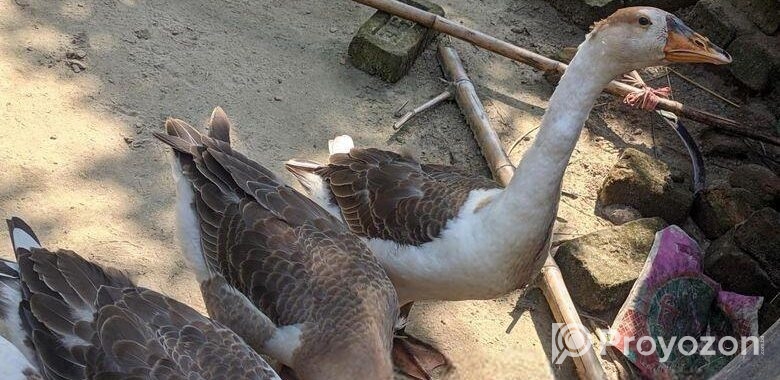 রাজহাঁস বিক্রি করা হবে।