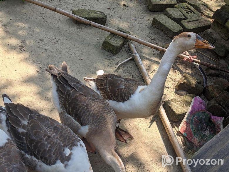 রাজহাঁস বিক্রি করা হবে।