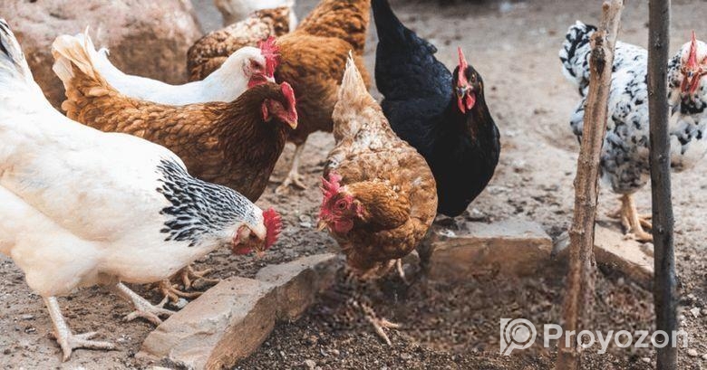 গ্রামের পালিত দেসি মুরুগ