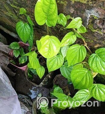 পান গাছের চারা