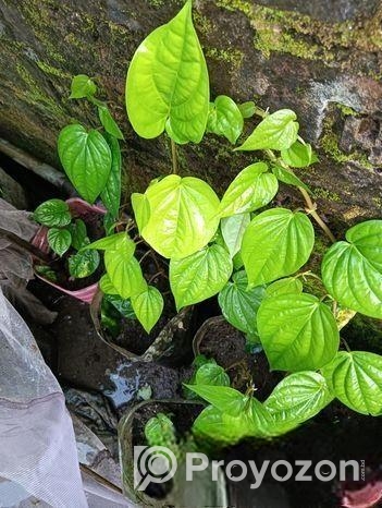 পান গাছের চারা