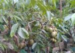 আমড়া গাছ