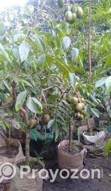 আমড়া গাছ