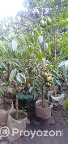 আমড়া গাছ