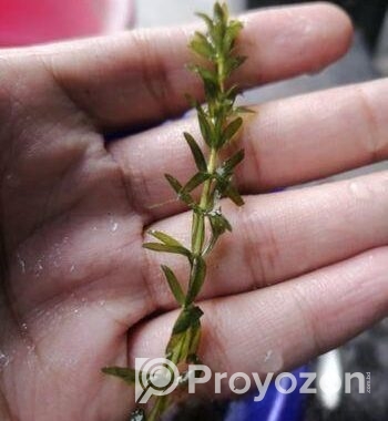 Densa Plant