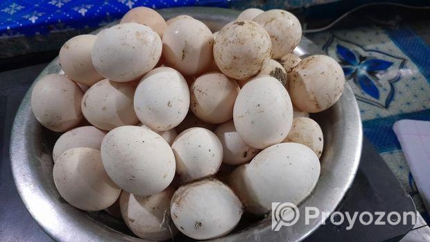 অর্জিনাল ফাউমি বীজ ডিম বিক্রয়