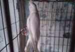 এলবিনো মেল কোকাটেল
