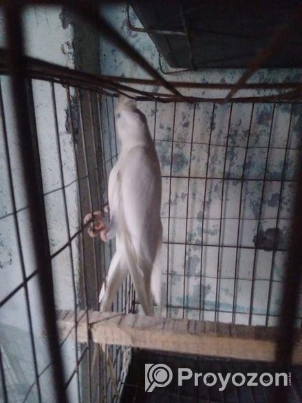 এলবিনো মেল কোকাটেল