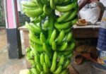 সার মুক্ত সাগর কলা
