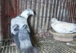 অরিজিনাল সাহারানপুরি কবুতর