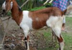 খাসি for sale