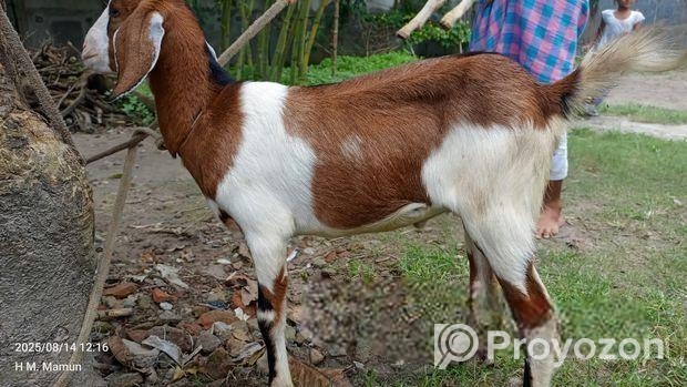 খাসি for sale