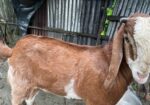 এই ছাগল টি বিক্রি করা হবে
