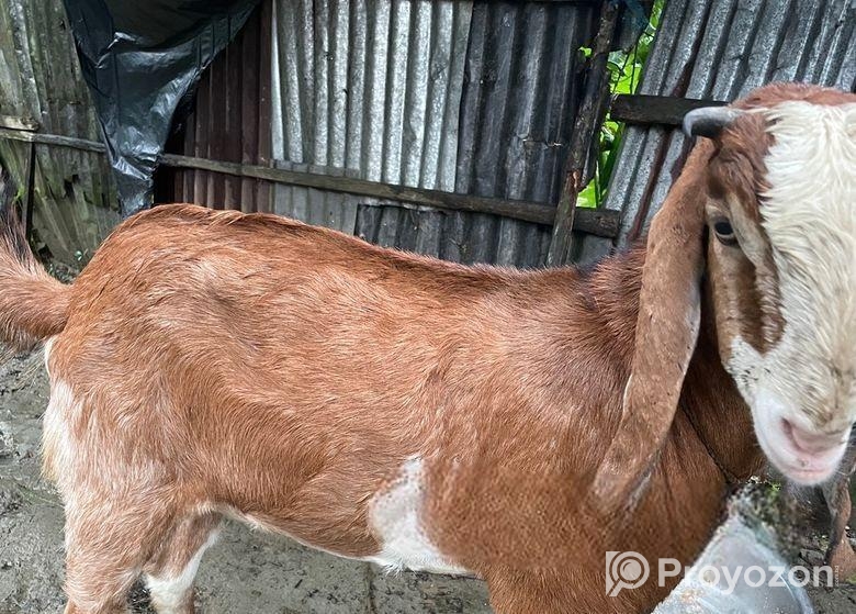 এই ছাগল টি বিক্রি করা হবে