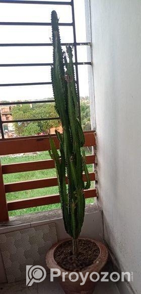 প্রায় ৯ বছর এর আকর্ষণীয় কাটার মুকুট ও ক্যাকটাস গাছ