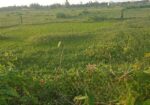 জমি বিক্রয় বিজ্ঞপ্তি