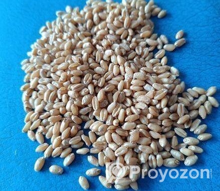 দেশি বিছন গম